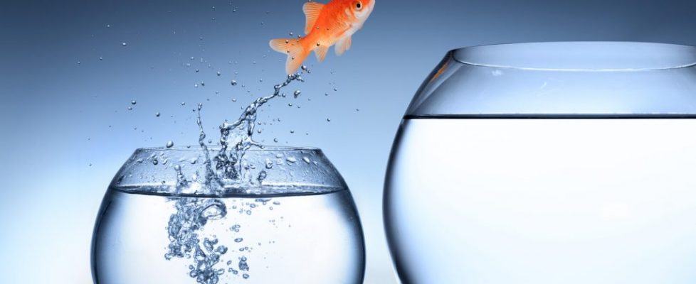 career change fish jumping canstockphoto18899616
